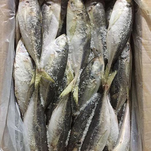 23cm-Land-Frozen-Horse-Mackerel-Trachurus-Trachurus.jpg