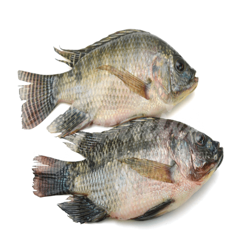 tilapia.png
